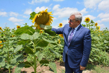 Tərtər Rayon İcra Hakimiyyətinin başçısı Kəbirli kəndində günəbaxan sahəsində olub