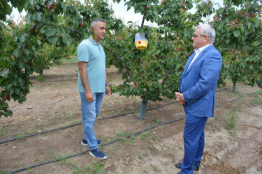 Tərtər Rayon İcra Hakimiyyətinin başçısı "Frutti Agro" MMC-nin intensiv meyvə bağları və müasir suvarma infrastrukturu ilə tanış olub