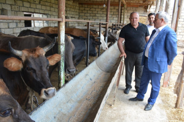 Tərtər Rayon İcra Hakimiyyətinin başçısı fermer Elbrus Salahova məxsus heyvandarlıq təsərrüfatına baxış keçirib