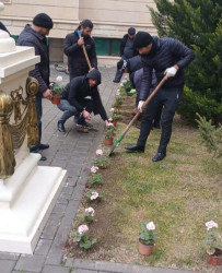 Tərtər şəhəri ərazisində gül və çiçək kolları əkilib