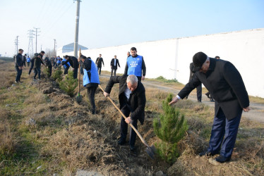 Tərtərdə Prezident İlham Əliyevin ad günü münasibətilə ağacəkmə aksiyası keçirilib