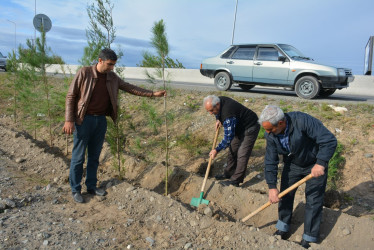 Tərtərdə "Yaşıl dünya naminə həmrəylik ili" çərçivəsində ümumrayon ağacəkmə aksiyası keçirilib