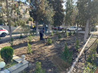 Tərtərdə şəhid Teyyub Həsənovun büstü ətrafında abadlıq və təmizlik işləri aparılıb