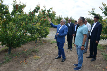 Tərtər Rayon İcra Hakimiyyətinin başçısı "Frutti Agro" MMC-nin intensiv meyvə bağları və müasir suvarma infrastrukturu ilə tanış olub