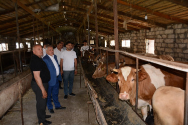 Tərtər Rayon İcra Hakimiyyətinin başçısı fermer Elbrus Salahova məxsus heyvandarlıq təsərrüfatına baxış keçirib