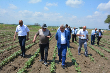 Rayon rəhbəri Bəyimsarov kəndində Birinci dərəcəli “Əmək” ordenli Fazil Vəliyevin pambıq tarlalarına baxış keçirib