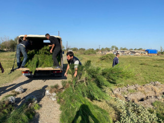 Tərtərdə "Yaşıl dünya naminə həmrəylik ili" çərçivəsində növbəti ağacəkmə aksiyası Mamırlı kəndi ərazisində keçirilib