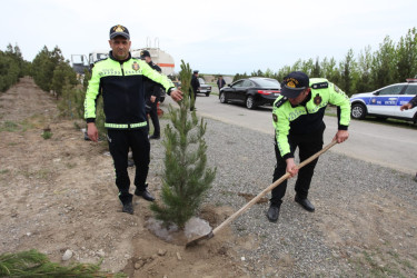 Tərtərdə Ümummilli Lider Heydər Əliyevin 100 illiyi ilə bağlı rayon İcra Hakimiyyətinin və Polis şöbəsinin birgə təşkilatçılığı ilə ağacəkmə aksiyası keçirilib