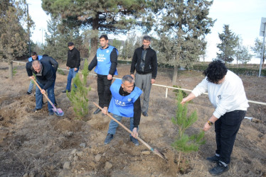 Tərtərdə “Konstitusiya və Suverenlik İli” çərçivəsində Ümummilli Lider Heydər Əliyevin anım günü ilə əlaqədar ağacəkmə aksiyası keçirilib