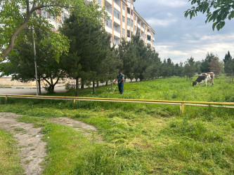 Tərtər şəhəri ərazisində iməclik aksiyası keçirilib