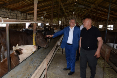 Tərtər Rayon İcra Hakimiyyətinin başçısı fermer Elbrus Salahova məxsus heyvandarlıq təsərrüfatına baxış keçirib