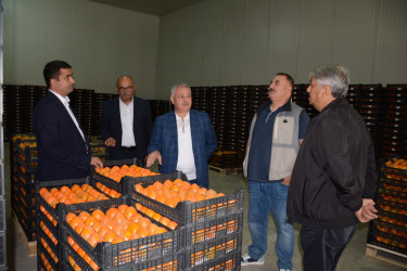 Rayon rəhbəri "Tərtər 1" MMC-nin intensiv meyvə bağlarında xurma yığımına baxış keçirib