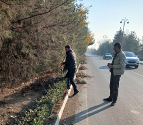 Tərtər şəhəri ərazisində iməclik və ağacəkmə aksiyası keçirilib