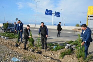 Tərtərdə "Yaşıl dünya naminə həmrəylik ili" çərçivəsində ümumrayon ağacəkmə aksiyası keçirilib