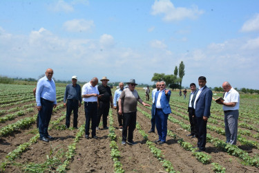 Rayon rəhbəri Bəyimsarov kəndində Birinci dərəcəli “Əmək” ordenli Fazil Vəliyevin pambıq tarlalarına baxış keçirib