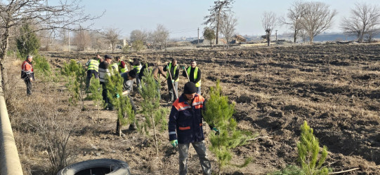 Tərtərdə “Şəhərsalma və Memarlıq İli” çərçivəsində ağacəkmə aksiyası keçirilib
