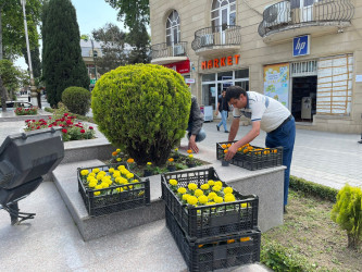 Tərtərdə “Heydər Əliyev İli” çərçivəsində Ulu Öndər Heydər Əliyevin abidəsinin ətrafına və Mərkəzi Meydana gül-çiçək kolları əkilib