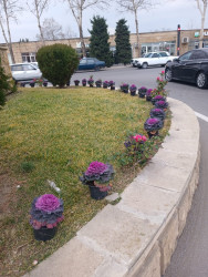 Tərtər şəhəri ərazisində gül və çiçək kolları əkilib