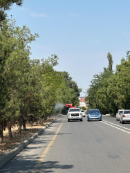 Tərtərdə dekorativ ağacların zərərvericilərə qarşı dərmanlanması işləri aparılıb