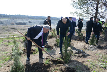 Tərtərdə “Şəhərsalma və Memarlıq İli” çərçivəsində növbəti ağacəkmə aksiyası keçirilib