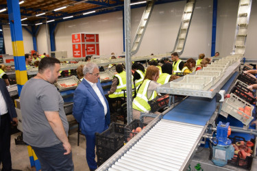 Tərtər Rayon İcra Hakimiyyətinin başçısı "Aqropat" MMC-nin intensiv meyvə bağları və müasir suvarma infrastrukturu ilə tanış olub