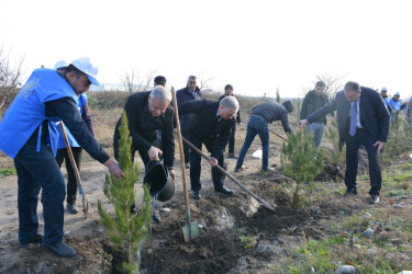 Tərtərdə "Yaşıl dünya naminə həmrəylik ili" çərçivəsində Azərbaycan Respublikasının Prezidenti cənab İlham Əliyevin doğum gününə həsr olunan  ağacəkmə aksiyası keçirilib