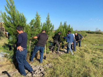 Tərtərdə "Yaşıl dünya naminə həmrəylik ili" çərçivəsində növbəti ağacəkmə aksiyası Mamırlı kəndi ərazisində keçirilib