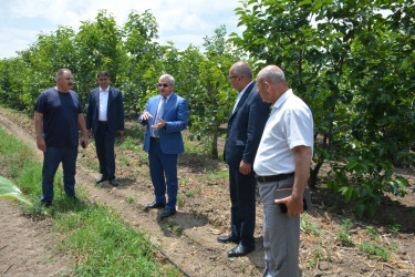 Tərtər Rayon İcra Hakimiyyətinin başçısı "Tərtər 1" MMC-nin intensiv meyvə bağları və müasir suvarma infrastrukturu ilə tanış olub