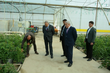 İcra başçısı İrəvanlı kəndində fəaliyyət göstərən istixanaya baxış keçirib