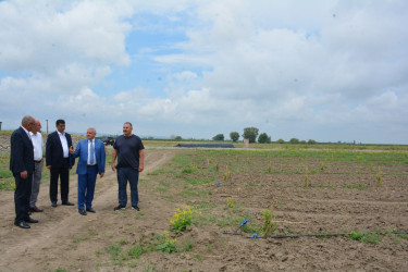 Tərtər Rayon İcra Hakimiyyətinin başçısı "Tərtər 1" MMC-nin intensiv meyvə bağları və müasir suvarma infrastrukturu ilə tanış olub