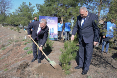 Tərtərdə “Şəhərsalma və Memarlıq İli” çərçivəsində Xocalı soyqrımının 34-cü il dönümü ilə əlaqədar ağacəkmə aksiyası keçirilib