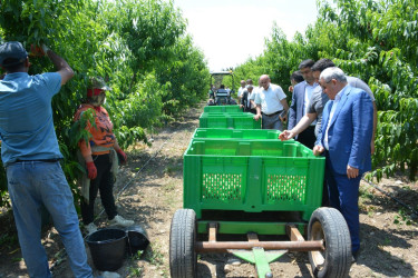 Tərtər Rayon İcra Hakimiyyətinin başçısı "Aqropat" MMC-nin intensiv meyvə bağları və müasir suvarma infrastrukturu ilə tanış olub