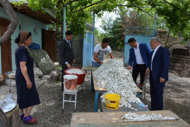 Rayon rəhbəri Qaynaq kəndində baramanın yığılması və təmizlənməsi şəraiti ilə tanış olub