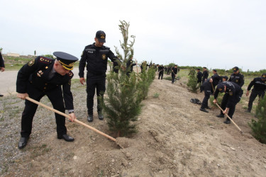 Tərtərdə Ümummilli Lider Heydər Əliyevin 100 illiyi ilə bağlı rayon İcra Hakimiyyətinin və Polis şöbəsinin birgə təşkilatçılığı ilə ağacəkmə aksiyası keçirilib