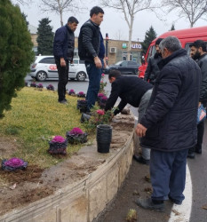Tərtər şəhəri ərazisində gül və çiçək kolları əkilib