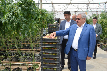 Rayon rəhbəri sahibkar Zəfər Nəsirovun müasir istixana kompleksi ilə tanış olub