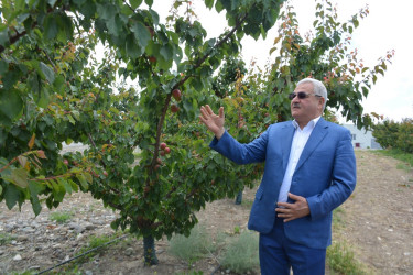 Tərtər Rayon İcra Hakimiyyətinin başçısı "Frutti Agro" MMC-nin intensiv meyvə bağları və müasir suvarma infrastrukturu ilə tanış olub