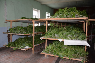 Tərtər Rayon İcra Hakimiyyətinin başçısı Seydimli və Hacıqərvənd kəndlərində barama istehsalının gedişi ilə tanış olub