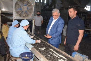 Tərtər Rayon İcra Hakimiyyətinin başçısı Xoruzlu kəndində "PATRON" MMC-yə məxsus günəbaxan tumlarının emalı müəssisəsi ilə tanış olub