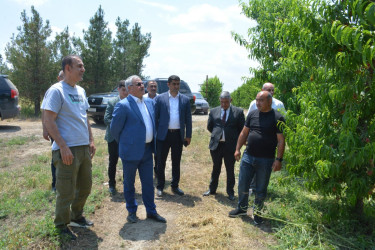 Tərtər Rayon İcra Hakimiyyətinin başçısı "AZNEKTARİN" MMC-nin intensiv meyvə bağları və müasir suvarma infrastrukturu ilə tanış olub