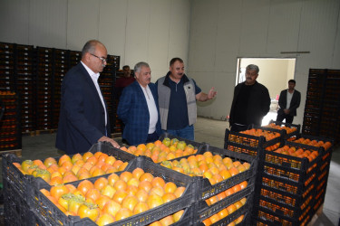 Rayon rəhbəri "Tərtər 1" MMC-nin intensiv meyvə bağlarında xurma yığımına baxış keçirib