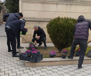 Tərtər şəhəri ərazisində gül və çiçək kolları əkilib