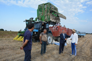 Tərtərdə pambıq yığımına start verilib