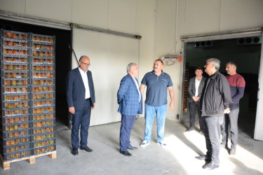 Rayon rəhbəri "Tərtər 1" MMC-nin intensiv meyvə bağlarında xurma yığımına baxış keçirib