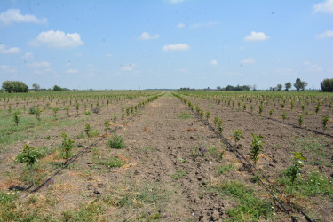 Rayon rəhbəri "FRUİT FOR AZ" MMC-nin intensiv meyvə bağları və müasir suvarma infrastrukturu ilə tanış olub