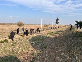 "Yaşıl dünya naminə həmrəylik ili" çərçivəsində növbəti ağacəkmə aksiyası Bərdə-Ağdam magistral avtomobil yolunun Köçərli kəndi ərazisindən keçən hissəsində  keçirilib