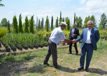 Rayon rəhbəri Ələsgərli kəndində tingçilik təsərrüfatı ilə tanış olub