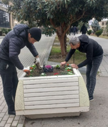 Tərtər şəhəri ərazisində gül və çiçək kolları əkilib