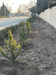 Tərtər şəhərində abadlıq və təmizlik işləri davam etdirilir