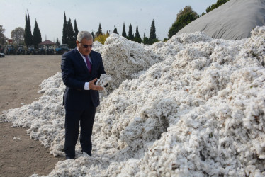 Rayon rəhbəri Prime Cotton MMC-nin Tərtər filialında və “Azərpambıq” MMC-nin Tərtər pambıq məntəqəsində pambıq yığımının gedişi və tədarükü ilə tanış olub